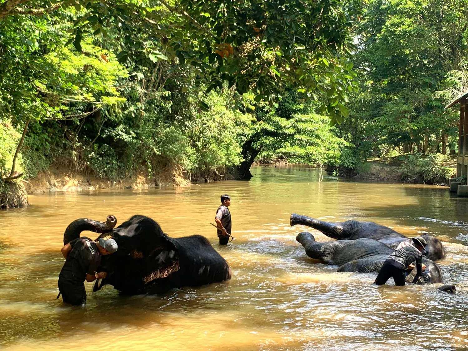 Elephants bathing in a river at the sanctuary