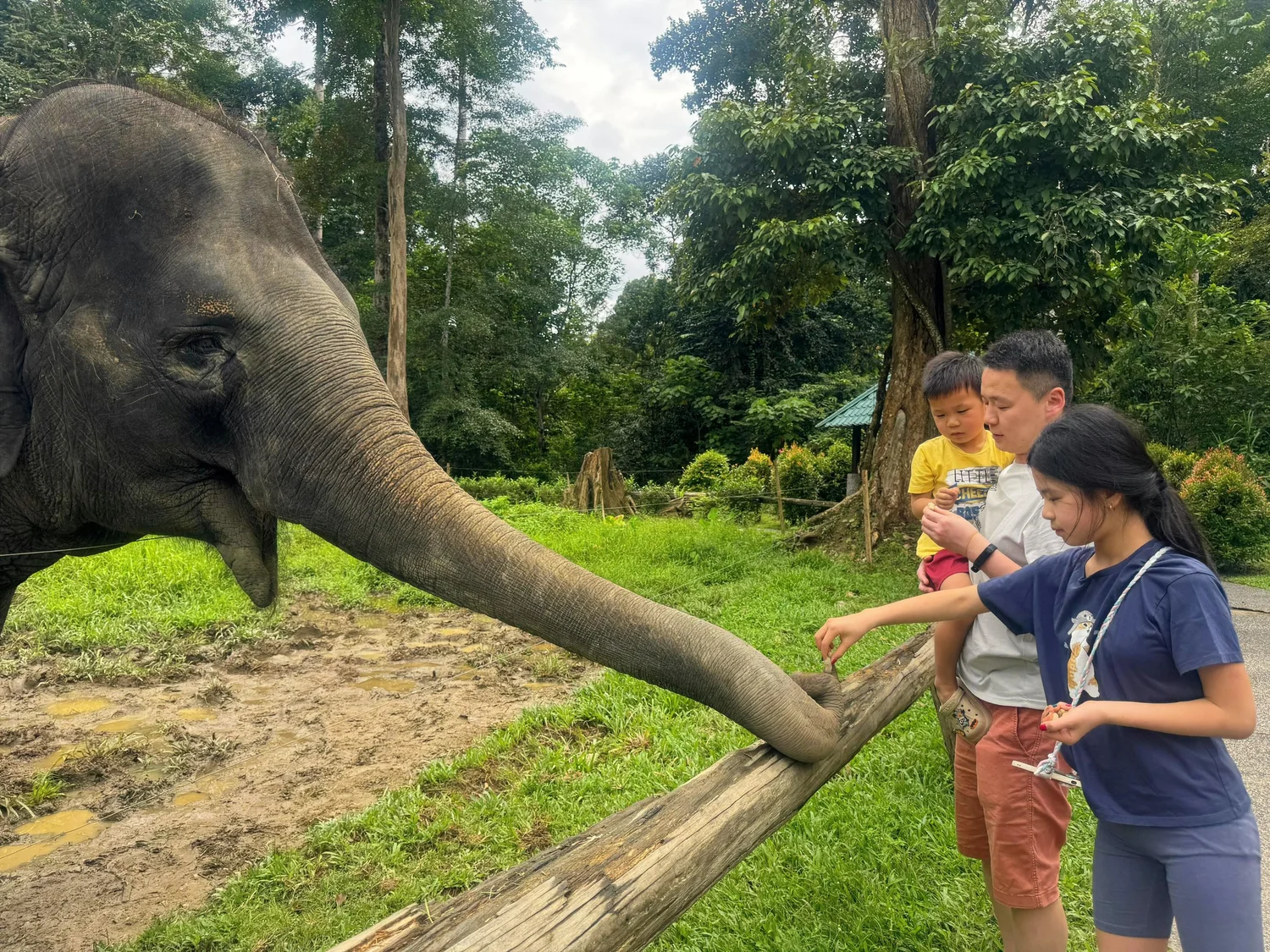 Elephants & Hidden Forest Café